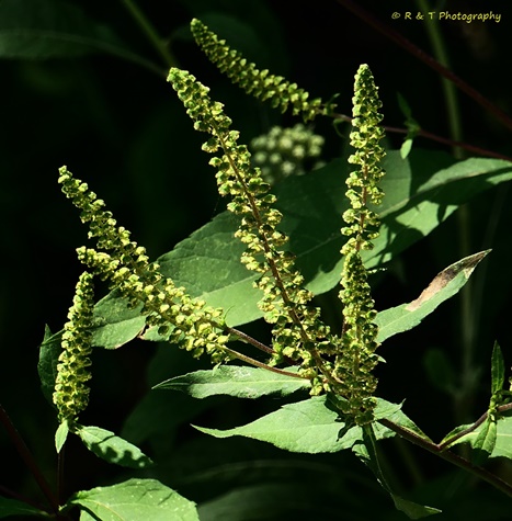 {Ambrosia trifida}